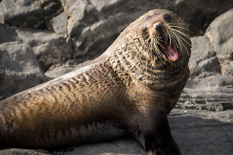 Kangaroo Island 75-Minute Ocean Safari - Geraldton Accommodation 5