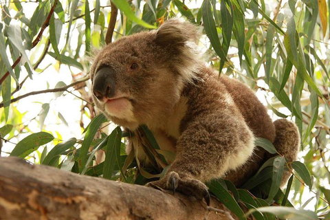 Private Tour: Great Ocean Road From Melbourne - Geraldton Accommodation 1