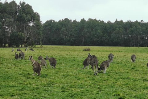 Private Tour: Great Ocean Road From Melbourne - Geraldton Accommodation 4
