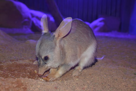 Kuranda Wildlife Experience Three Attraction Pass - Geraldton Accommodation 0