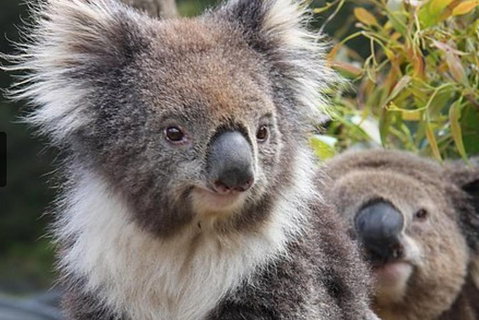 Kuranda Koala Gardens General Entry Ticket - Geraldton Accommodation 1
