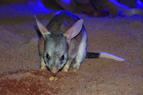 Kuranda Koala Gardens General Entry Ticket - Geraldton Accommodation 3