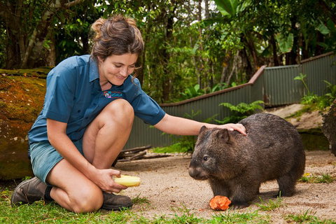 Kuranda Koala Gardens General Entry Ticket - Geraldton Accommodation 4