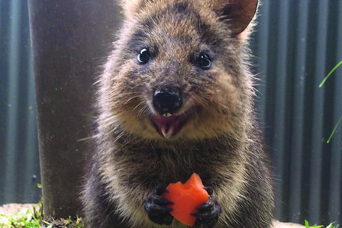 Kuranda Koala Gardens General Entry Ticket - Geraldton Accommodation 5