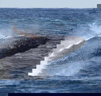 Whale Watching by Sea World Cruises - Geraldton Accommodation