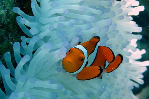 Seastar Luxury Outer Great Barrier Reef Island And Reef Tour From Cairns - Geraldton Accommodation 0