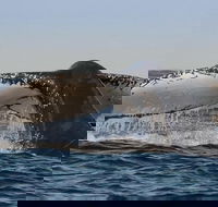 Sydney Whale-Watching Cruise Including Lunch or Breakfast - Geraldton Accommodation