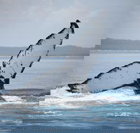 Hervey Bay Whale Watching Cruise - Geraldton Accommodation