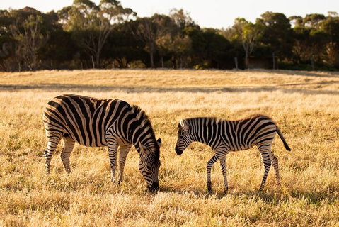 Sunset Safari At Werribee Open Range Zoo - Geraldton Accommodation 3