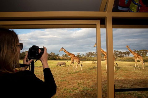 Sunset Safari At Werribee Open Range Zoo - Geraldton Accommodation 4
