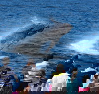 Tangalooma Island Resort Whale Watching Day Cruise - Geraldton Accommodation