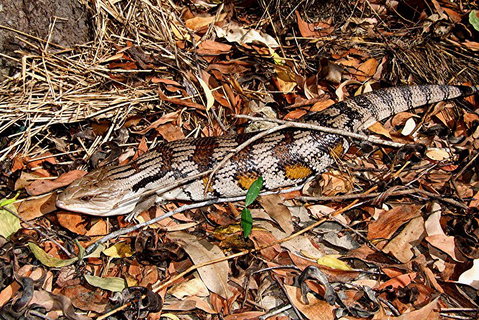 Hartley's Crocodile Adventures General Entry Ticket - Geraldton Accommodation 5