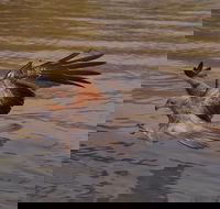 Litchfield and Jumping Crocodiles Full Day Trip from Darwin