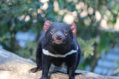 1-Hour Tasmanian Devil Feeding Day Tour At Cradle Mountain - Geraldton Accommodation 1