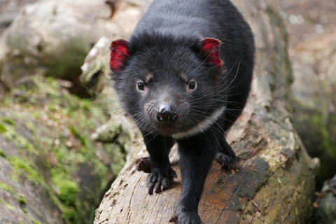 1-Hour Tasmanian Devil Feeding Day Tour At Cradle Mountain - Geraldton Accommodation 4