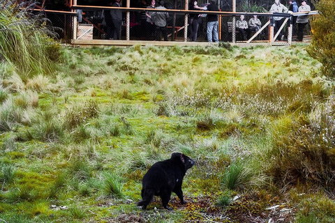 1-Hour Tasmanian Devil Feeding Day Tour At Cradle Mountain - Geraldton Accommodation 5