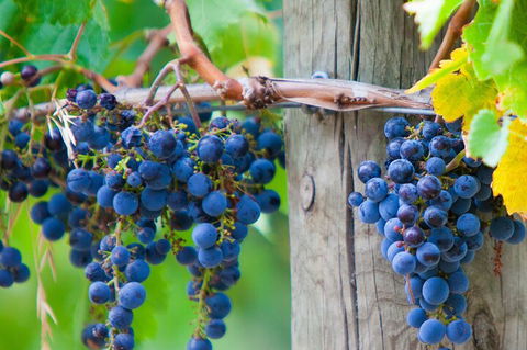 Yarra Valley, Dandenong Ranges Inc. Lunch With Wine,plus Morning Tea,chocolate - Geraldton Accommodation 0