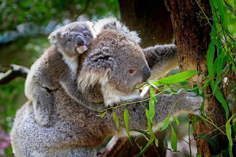 Private Two Day Great Ocean Road Tour - Geraldton Accommodation 2