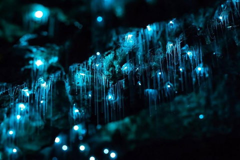 Hinterland Magic & Glow-worm Experience - Geraldton Accommodation 1