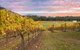 Yarra Valley Boutique Winery Tour From Melbourne - thumb 3