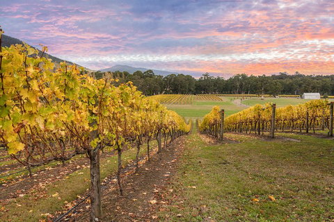 Yarra Valley Boutique Winery Tour From Melbourne - Geraldton Accommodation 3