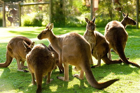Yarra Valley Wildlife & Wine Day Tour From Melbourne With Healesville Sanctuary - Geraldton Accommodation 4