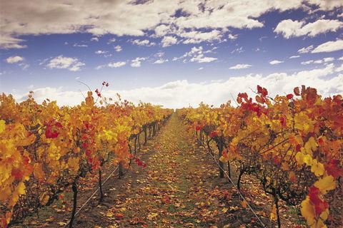 Yarra Valley Wildlife & Wine Day Tour From Melbourne With Healesville Sanctuary - Geraldton Accommodation 5