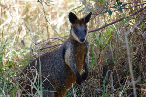 Byron Bay Combo: Hinterland Tour Including Minyon Falls And Kayaking With Dolphins - Geraldton Accommodation 2