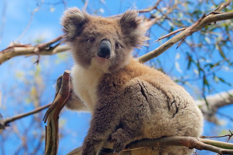 Private Phillip Island Tour - Geraldton Accommodation 2