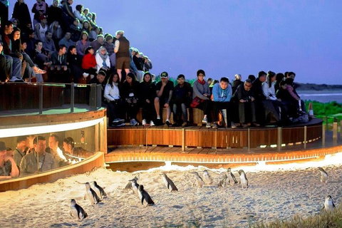 Private Phillip Island Tour - Geraldton Accommodation 3