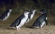 Private Phillip Island Tour - thumb 5