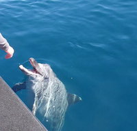 Noosa Thriller - 500hp Ocean Adventure Ride - Geraldton Accommodation