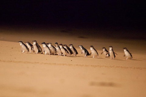 The Ultimate Melbourne Attractions Pass - Geraldton Accommodation 5
