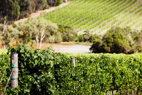 Yarra Valley Premium Tour Inc Lunch And Cheese, Chocolate Fondue At Rochford - Geraldton Accommodation 5