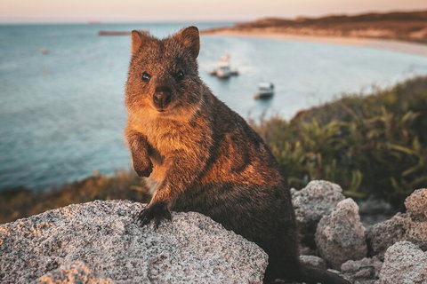 Rottnest Island Roundtrip Fast Ferry From Hillarys Boat Harbour - Geraldton Accommodation 5
