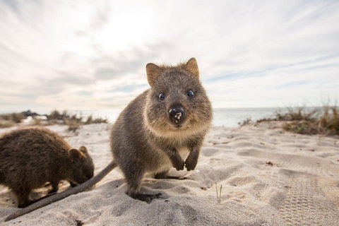 Rottnest Bayseeker Bus Tour From Hillarys Boat Harbour - Geraldton Accommodation 1