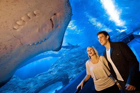 Dive With Sharks At AQWA - Geraldton Accommodation 0
