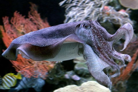 Dive With Sharks At AQWA - Geraldton Accommodation 1