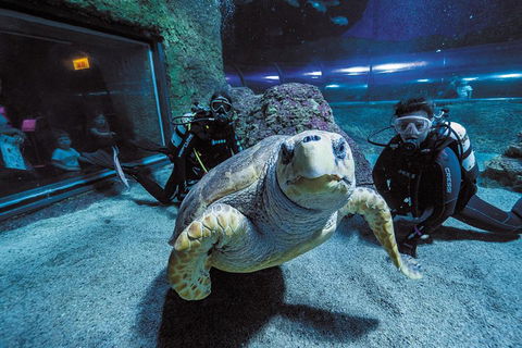 Dive With Sharks At AQWA - Geraldton Accommodation 2