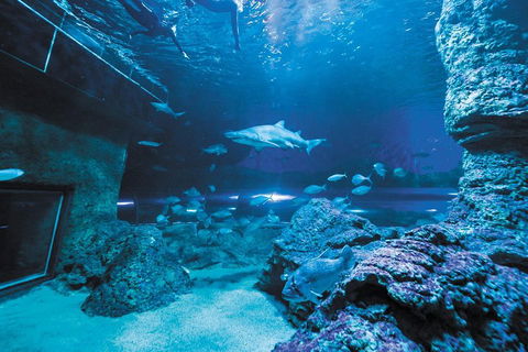 Dive With Sharks At AQWA - Geraldton Accommodation 3