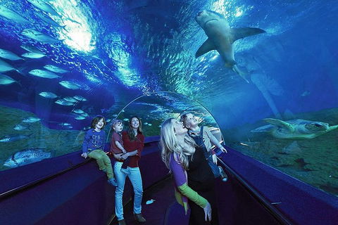 Dive With Sharks At AQWA - Geraldton Accommodation 5