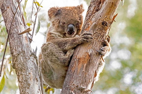 Wild Australian Wildlife 4WD Tour From Sydney - Geraldton Accommodation 1