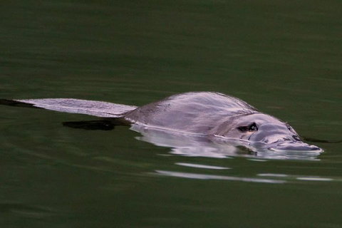 Wild Australian Wildlife 4WD Tour From Sydney - Geraldton Accommodation 2