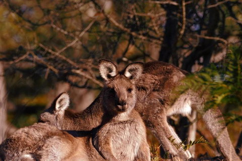 Wild Australian Wildlife 4WD Tour From Sydney - Geraldton Accommodation 3