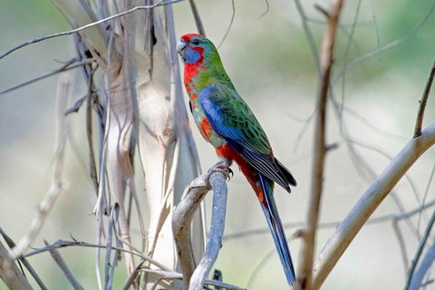 Wild Australian Wildlife 4WD Tour From Sydney - Geraldton Accommodation 5