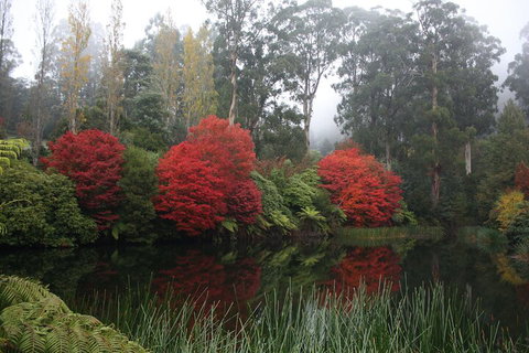 LGBT+ Friendly Full Day Yarra Valley & Dandenong Ranges Private Tour - Geraldton Accommodation 2
