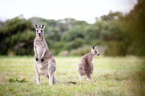 LGBT+ Friendly 3 Day Tour The Grampians, Daylesford & Ballarat - Geraldton Accommodation 2