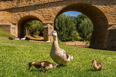 Richmond Historic Afternoon Tour From Hobart - Geraldton Accommodation 1