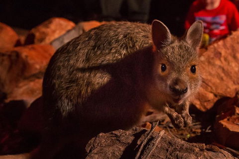 Alice Springs Desert Park Nocturnal Tour - Geraldton Accommodation 3
