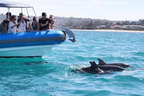 Seal Island Boat Tour From Victor Harbor - Geraldton Accommodation 5